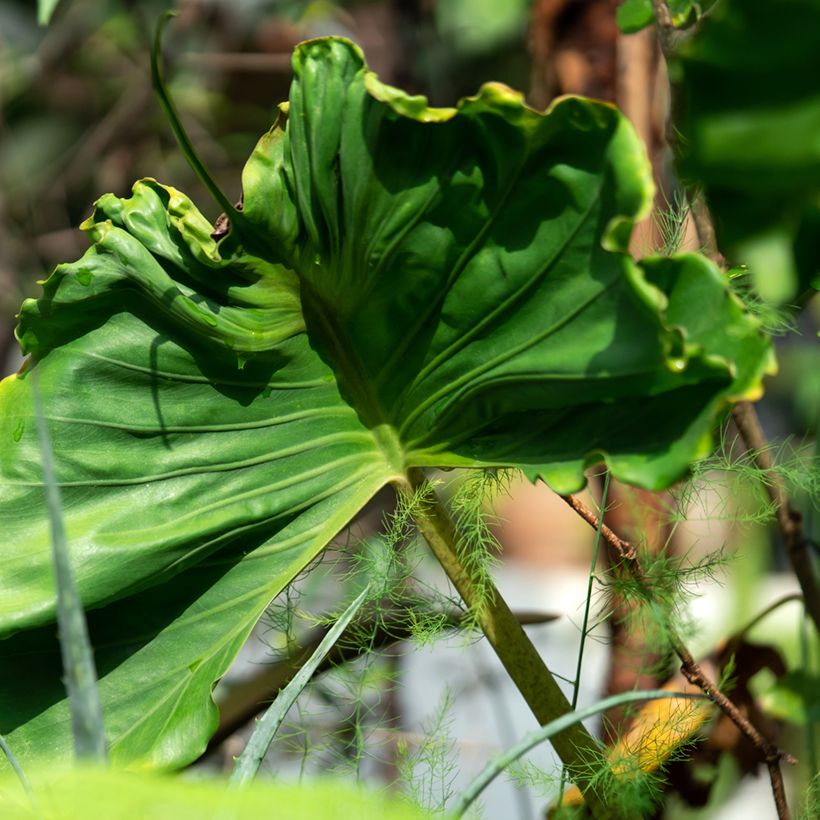 Alocasia Stingray - Olifantsoor (Blad)