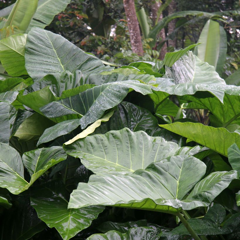 Alocasia Sumo - Olifantsoor (Blad)