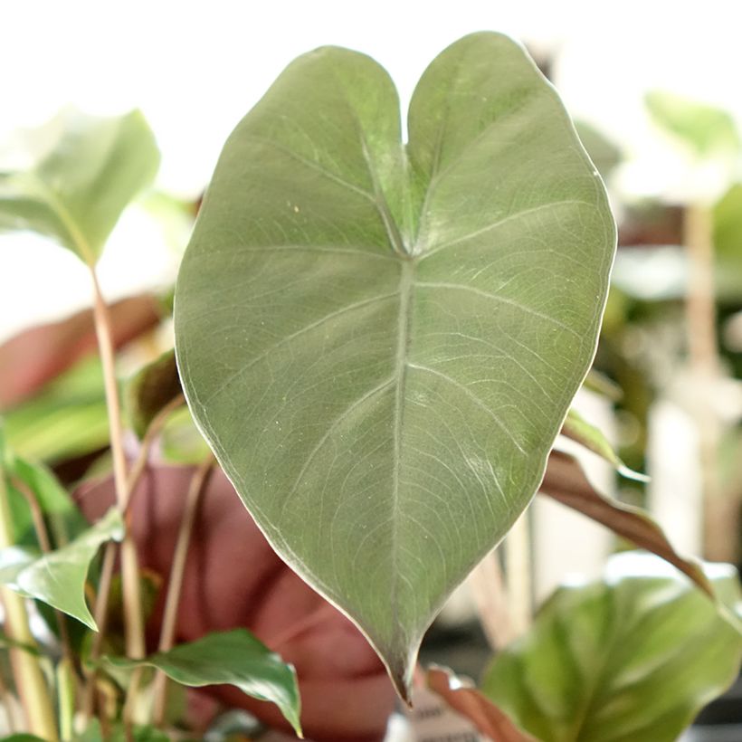 Alocasia sarawakensis Yucatan Princess - Olifantsoor (Blad)