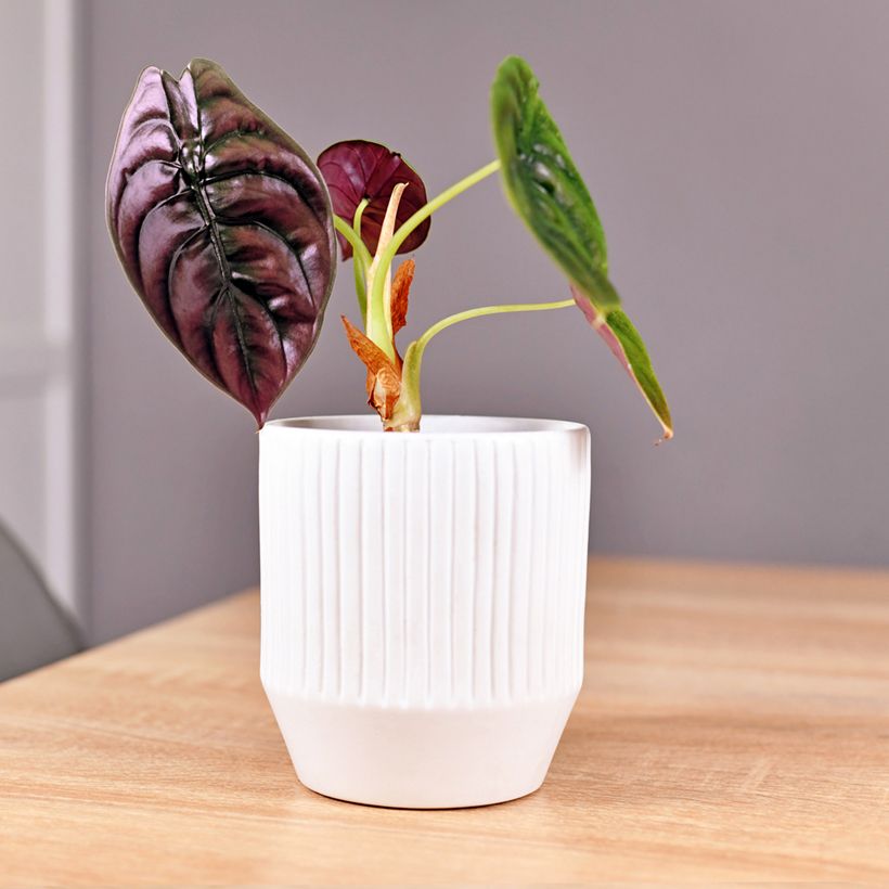 Alocasia azlanii - Olifantsoor (Groeiplaats)
