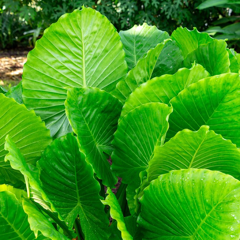 Alocasia gageana California - Olifantsoor (Blad)