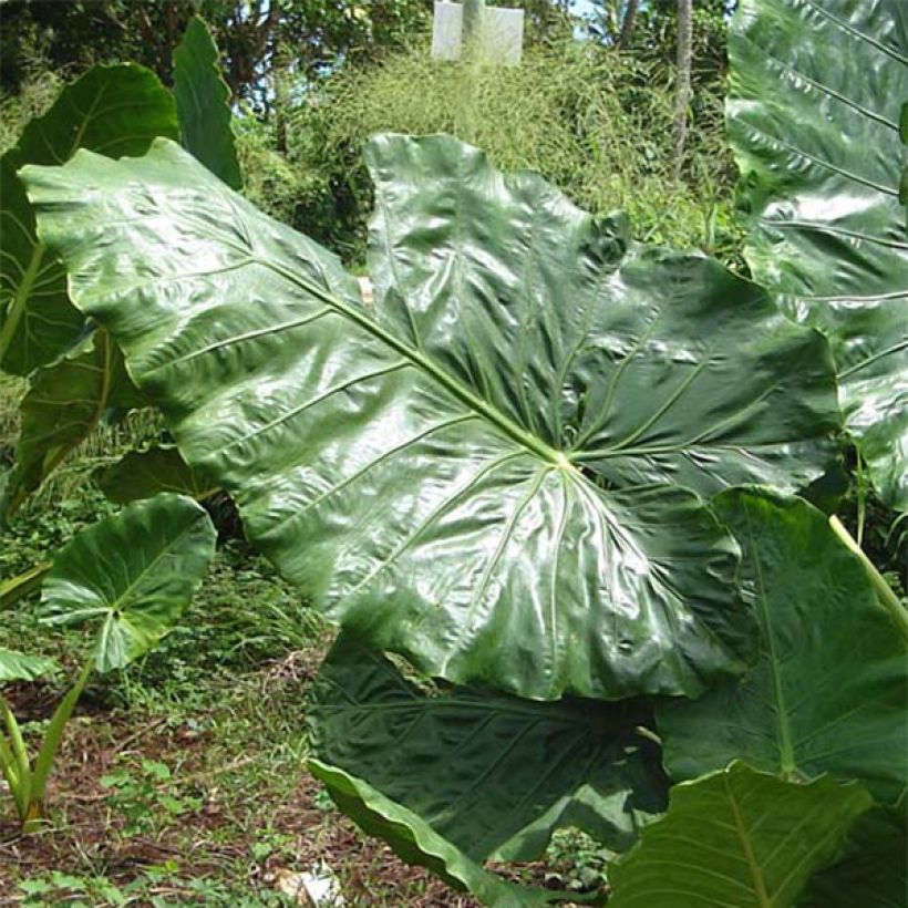 Alocasia macrorrhizos - Olifantsoor (Blad)