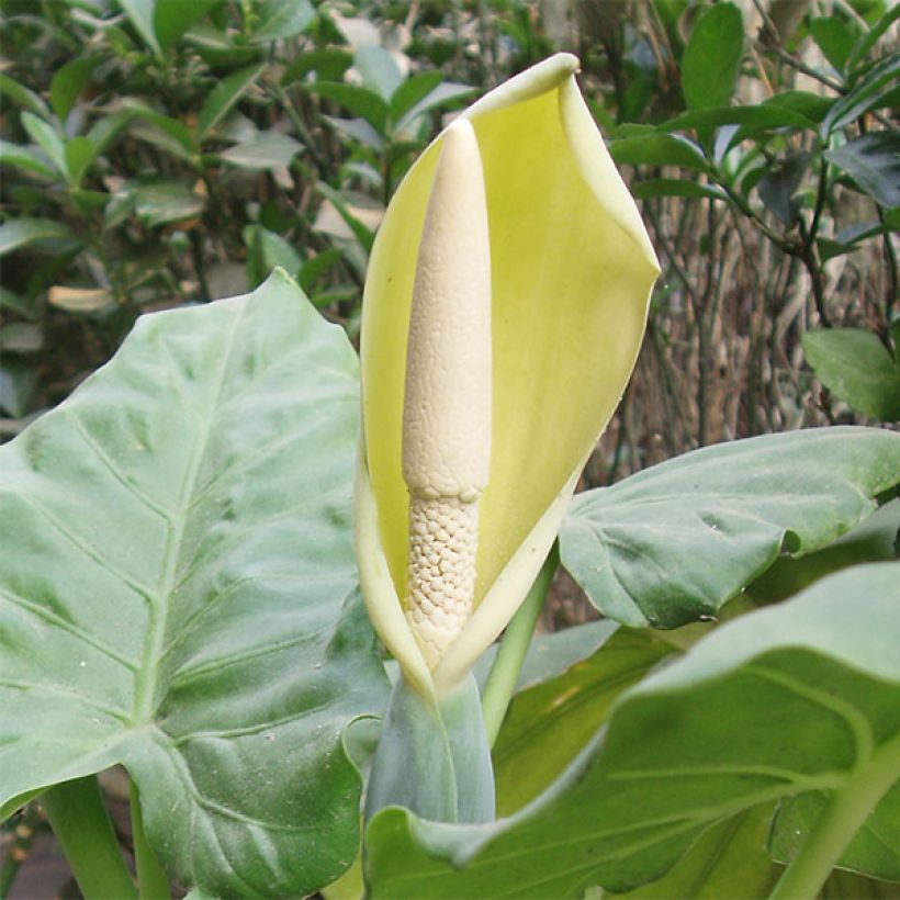 Alocasia macrorrhizos - Olifantsoor (Bloei)