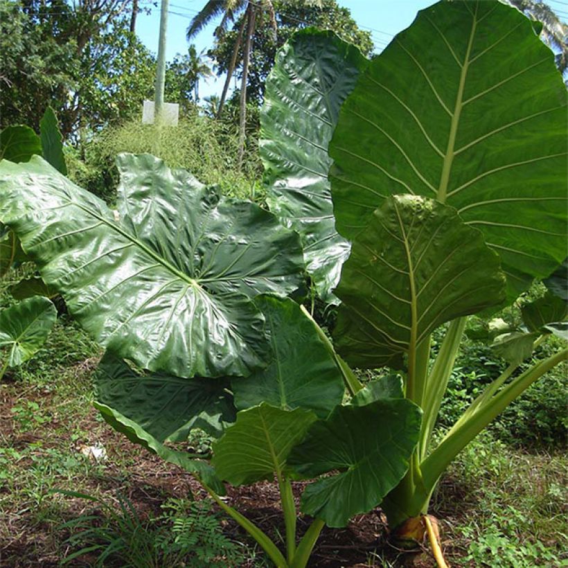 Alocasia macrorrhizos - Olifantsoor (Groeiplaats)