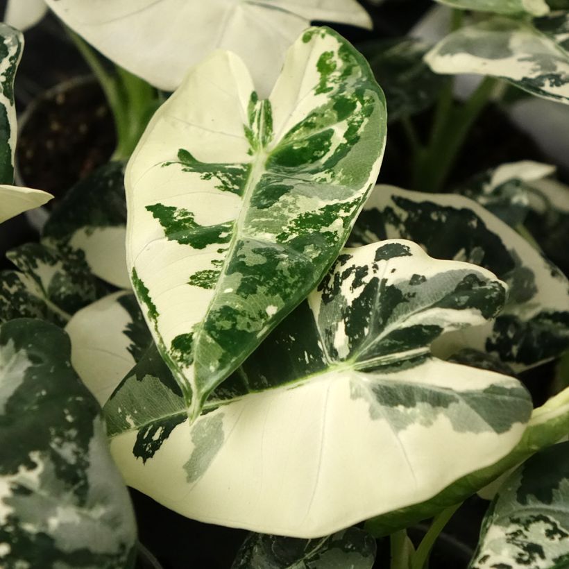 Alocasia micholitziana Frydek Variegata - Olifantsoor (Blad)