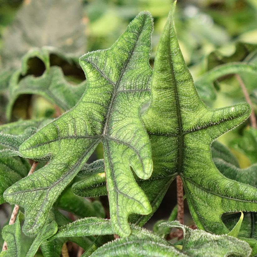 Alocasia Jacklyn - Olifantsoor (Blad)