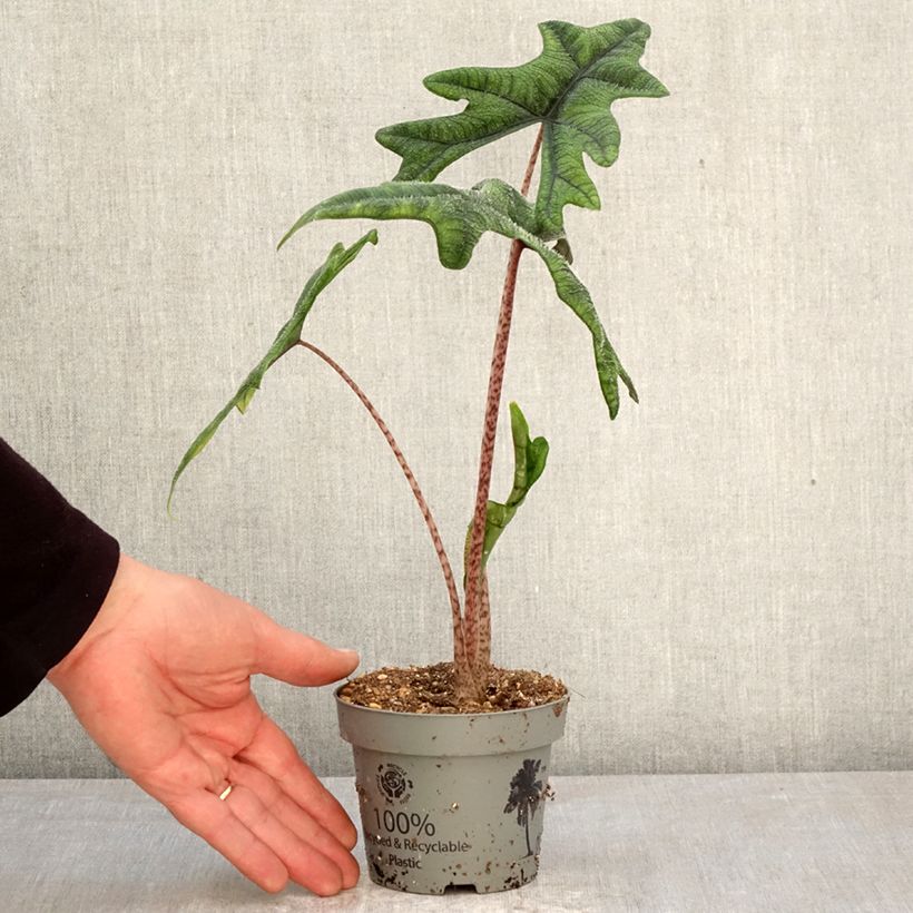 Exemplaar van Alocasia Jacklyn - Olifantsoor Pot van 12 cm / 13 cm zoals geleverd in de lente