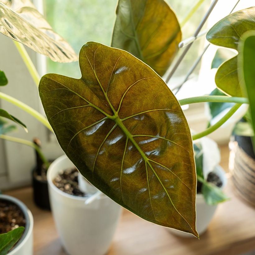 Alocasia wentii - Olifantsoor (Blad)