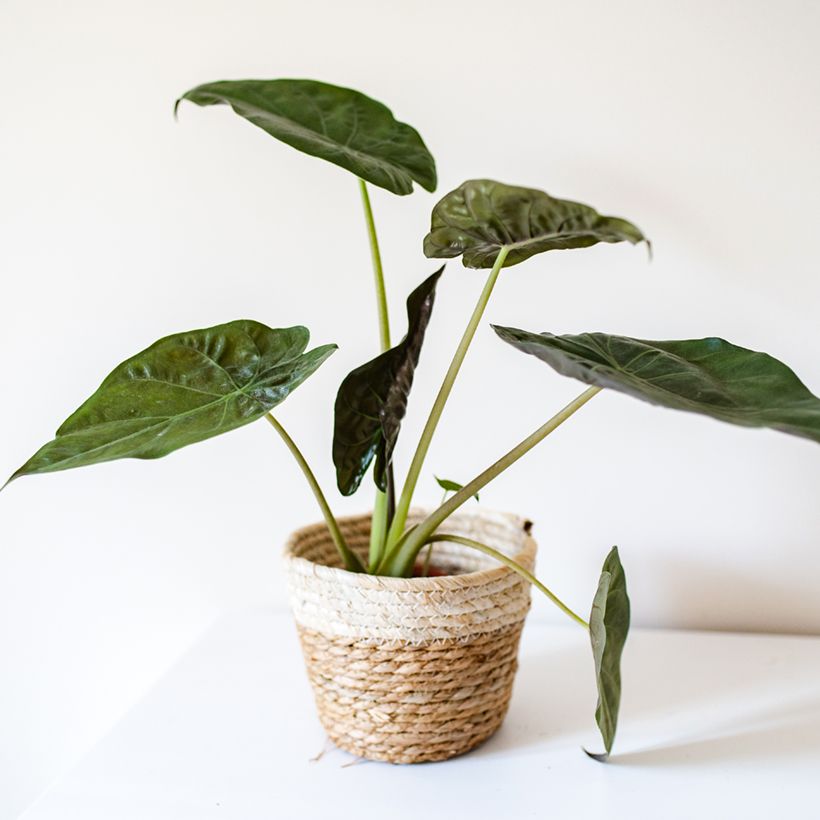 Alocasia wentii - Olifantsoor (Groeiplaats)