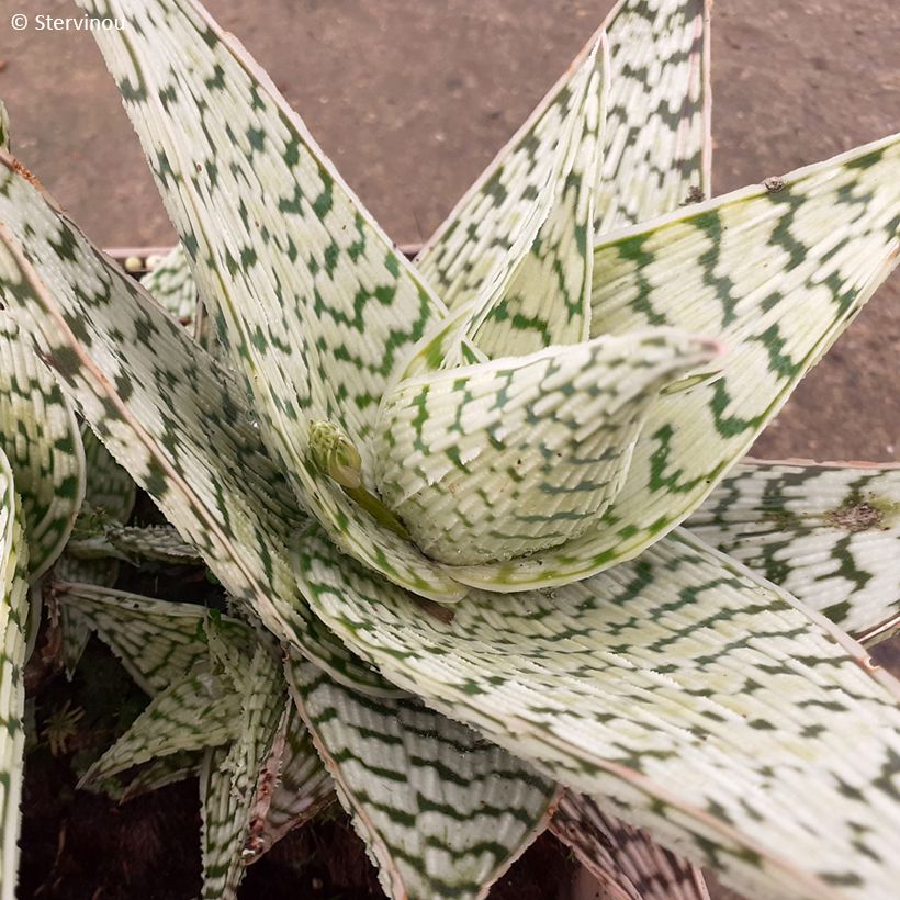 Aloe Delta Lights - Boomaloë (Blad)
