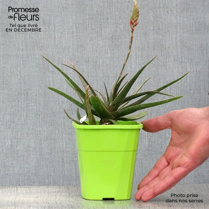 Exemplaar van Aloe Safari Sunrise - Kandelaar aloë Pot van 2 l/3 l zoals geleverd in de winter