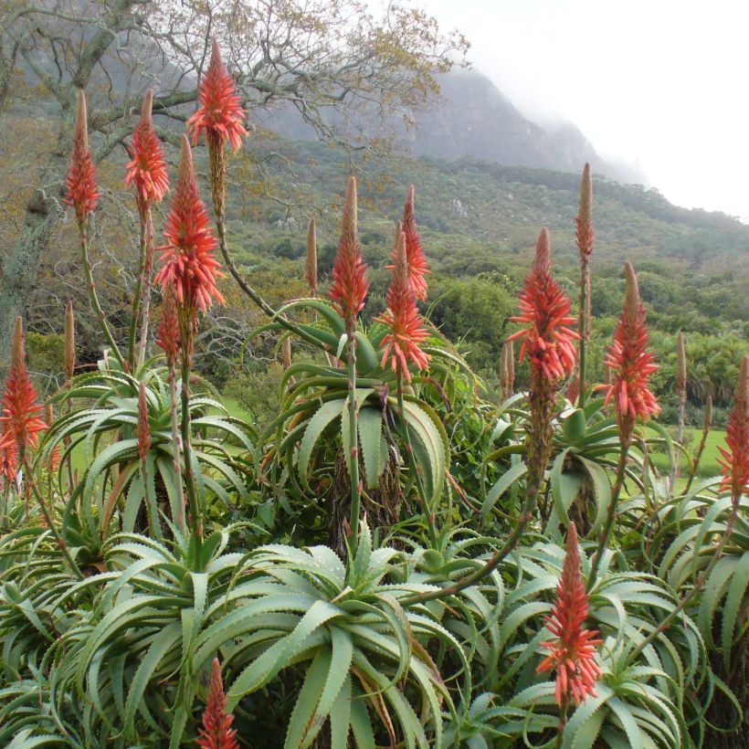 Aloe arborescens - Kandelaar aloë (Bloei)