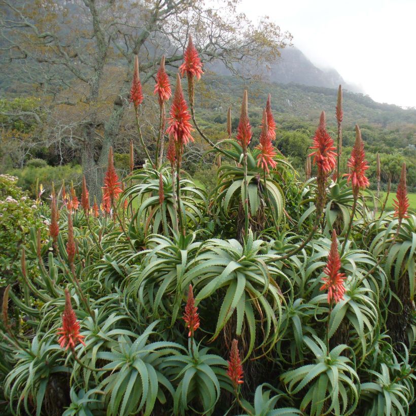 Aloe arborescens - Kandelaar aloë (Groeiplaats)