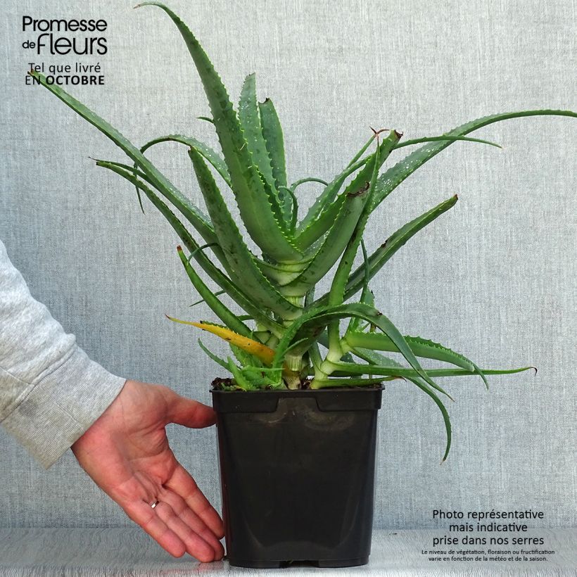 Exemplaar van Aloe arborescens - Kandelaar aloë Pot van 2 l/3 l zoals geleverd in de herfst