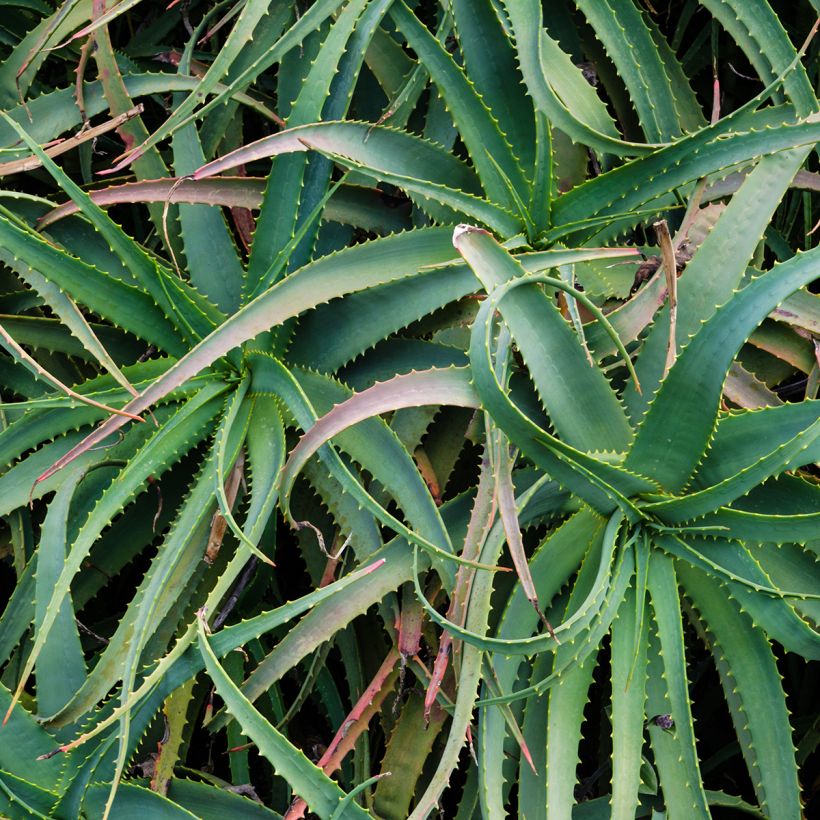 Aloe arborescens - Kandelaar aloë (Blad)