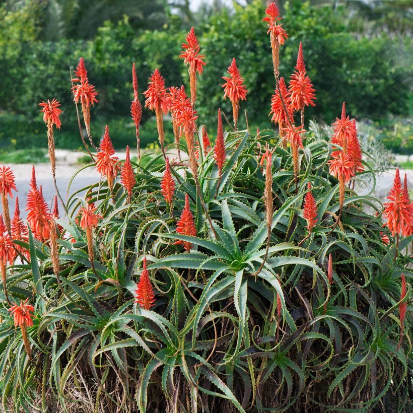 Aloe arborescens - Kandelaar aloë (Groeiplaats)