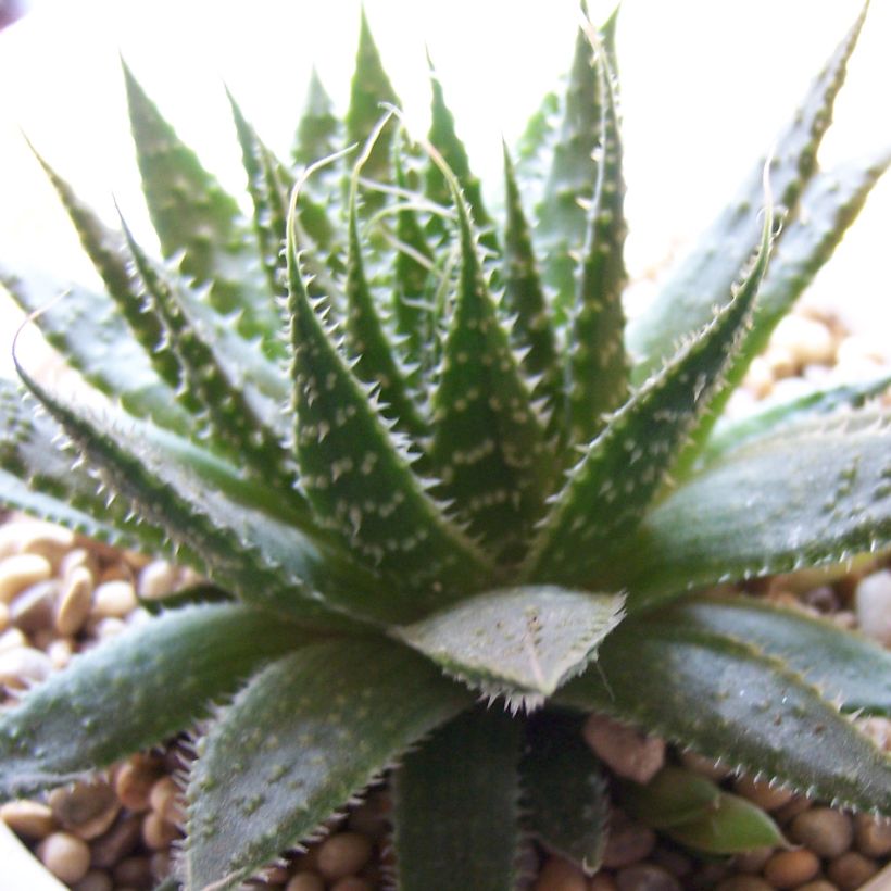 Aloe aristata - Aloë (Groeiplaats)
