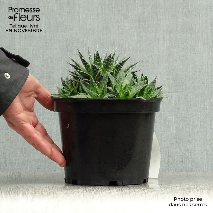 Exemplaar van Aloe aristata - Aloë Pot van 2 l/3 l zoals geleverd in de herfst