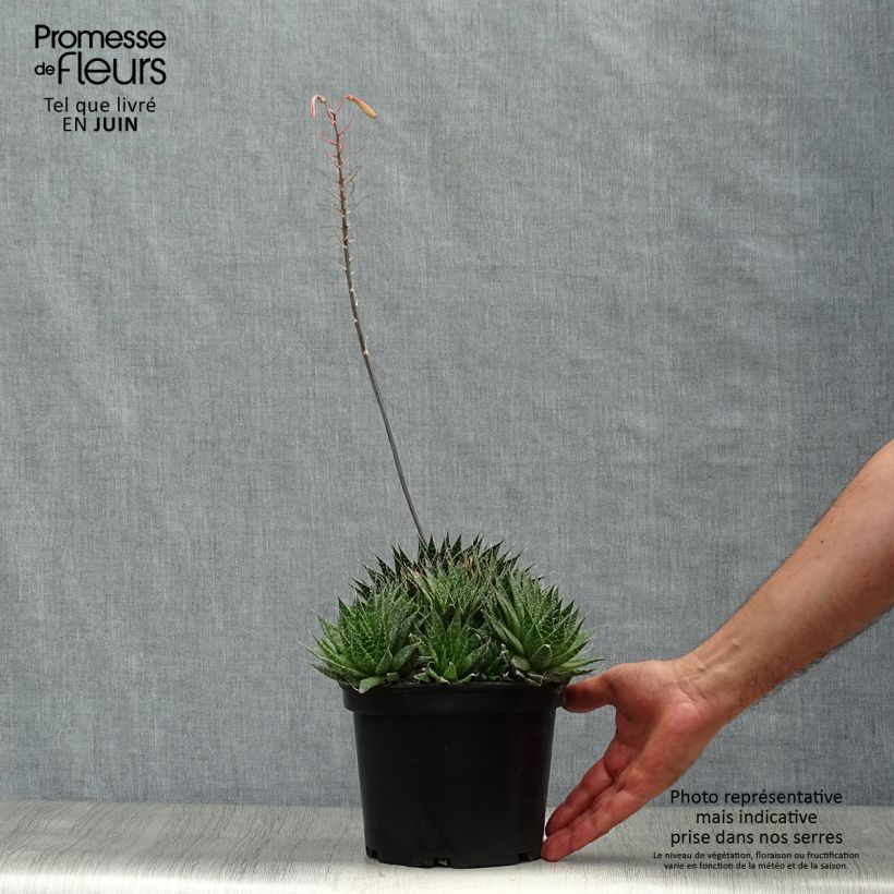 Exemplaar van Aloe aristata - Aloë Pot van 2 l/3 l zoals geleverd in de zomer