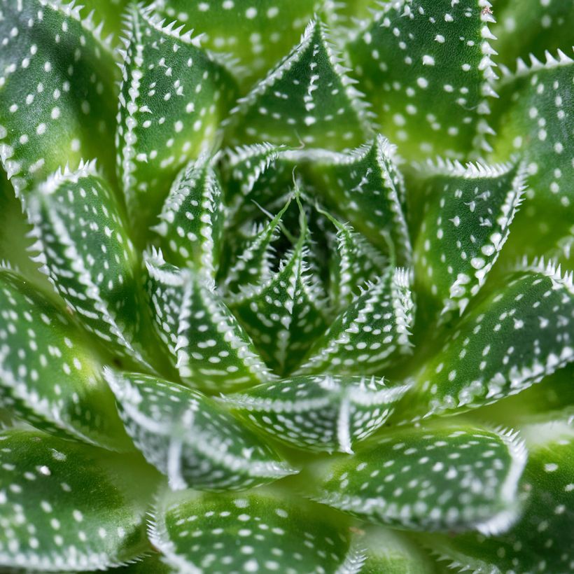 Aloe aristata - Aloë (Blad)