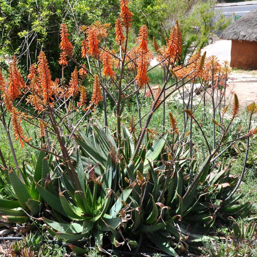 Aloe brevifolia - Kortbladige aloë (Bloei)