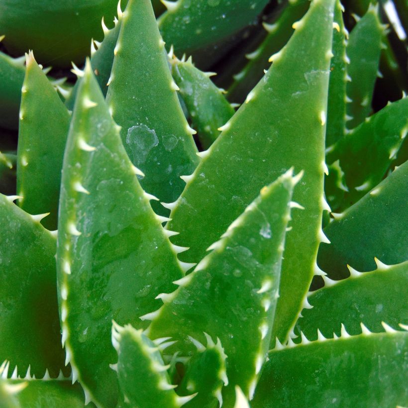 Aloe brevifolia - Kortbladige aloë (Blad)