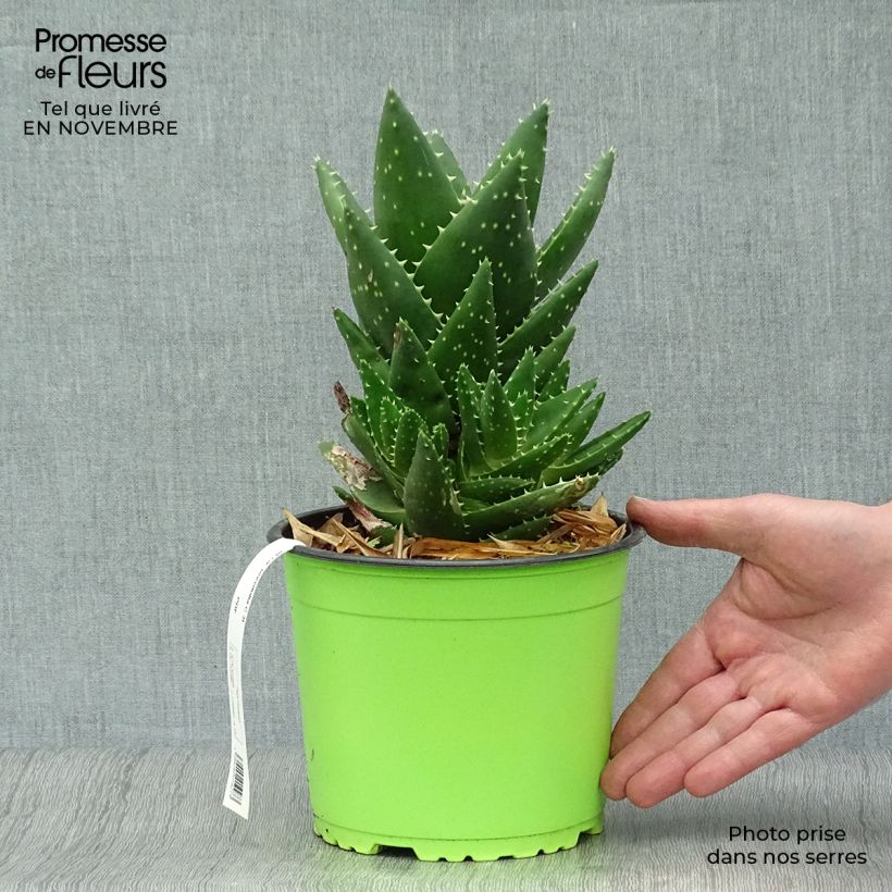 Exemplaar van Aloe brevifolia - Kortbladige aloë Pot van 2 l/3 l zoals geleverd in de herfst