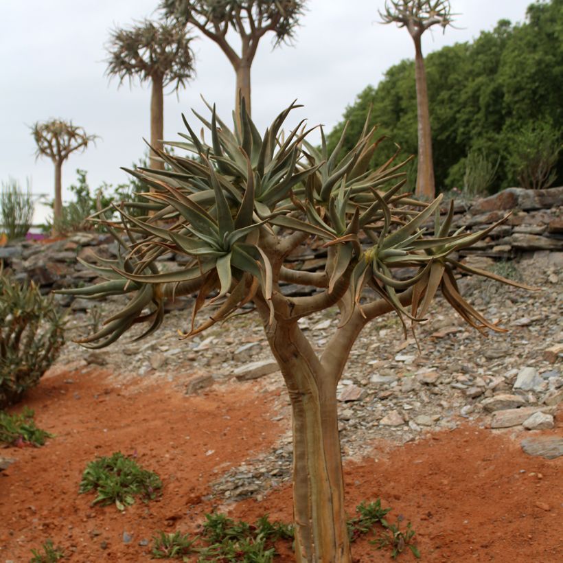 Aloe dichotoma - Arbre carquois (Groeiplaats)