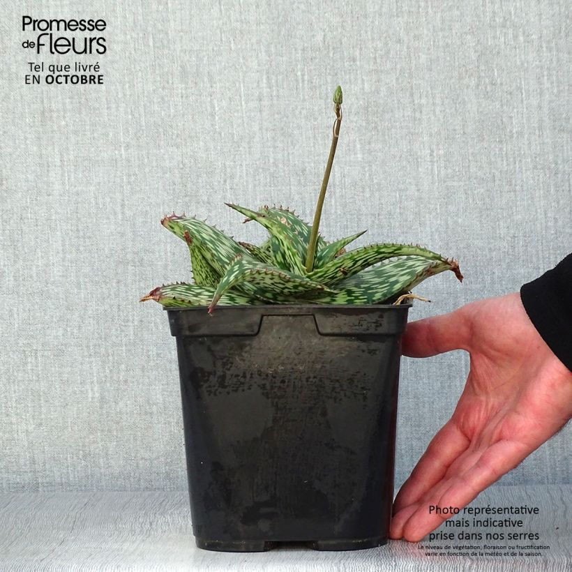 Exemplaar van Aloe harlana - Boomaloë Pot van 3 l/4 l zoals geleverd in de herfst