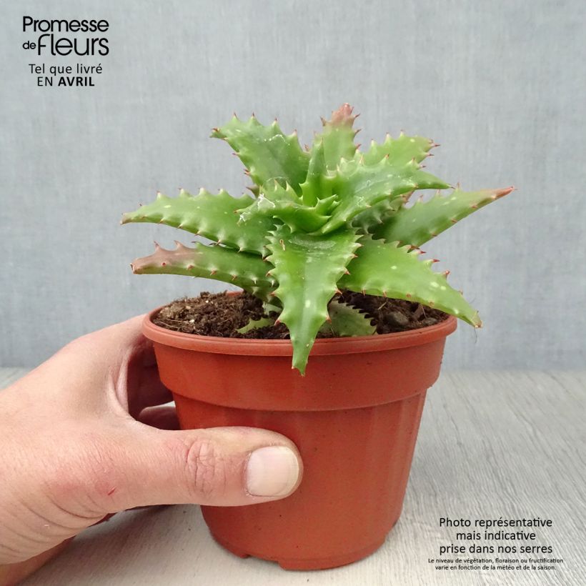 Exemplaar van Aloe morogoroensis - Boomaloë Pot van 12 cm / 13 cm zoals geleverd in de lente