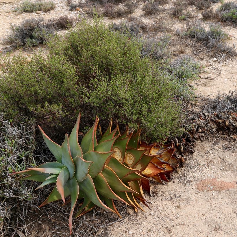Aloe perfoliata - Aloë (Groeiplaats)