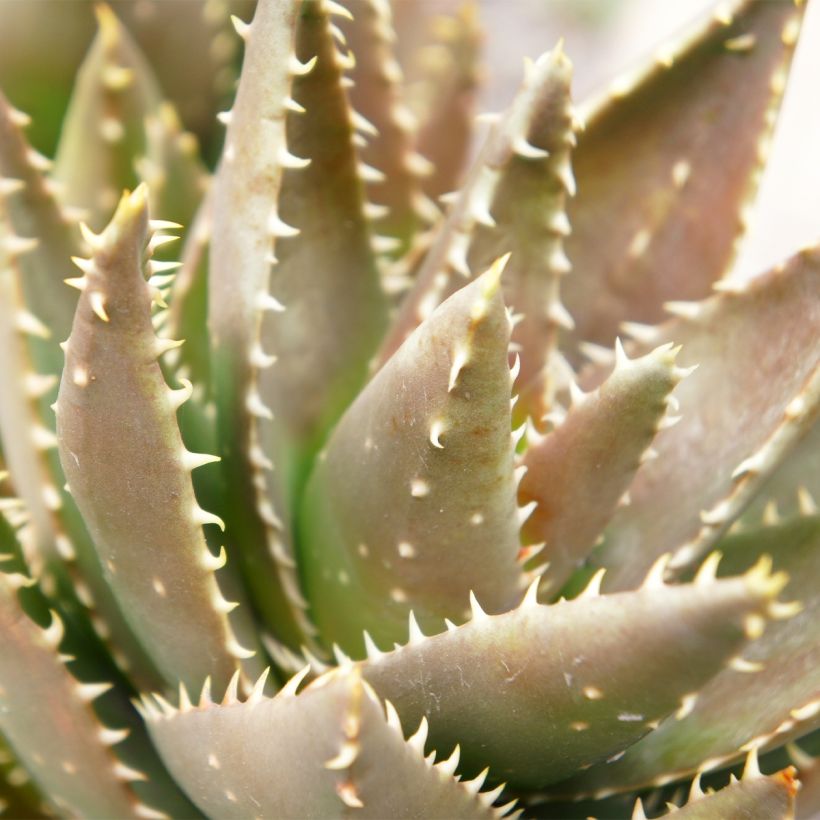 Aloe perfoliata - Aloë (Blad)