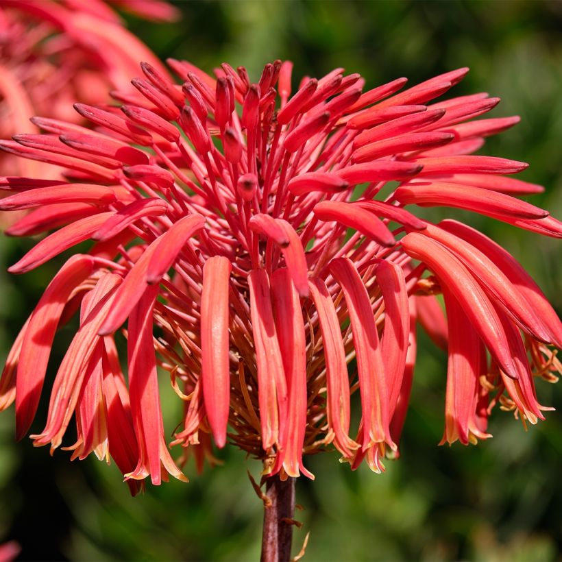 Aloe perfoliata - Aloë (Bloei)