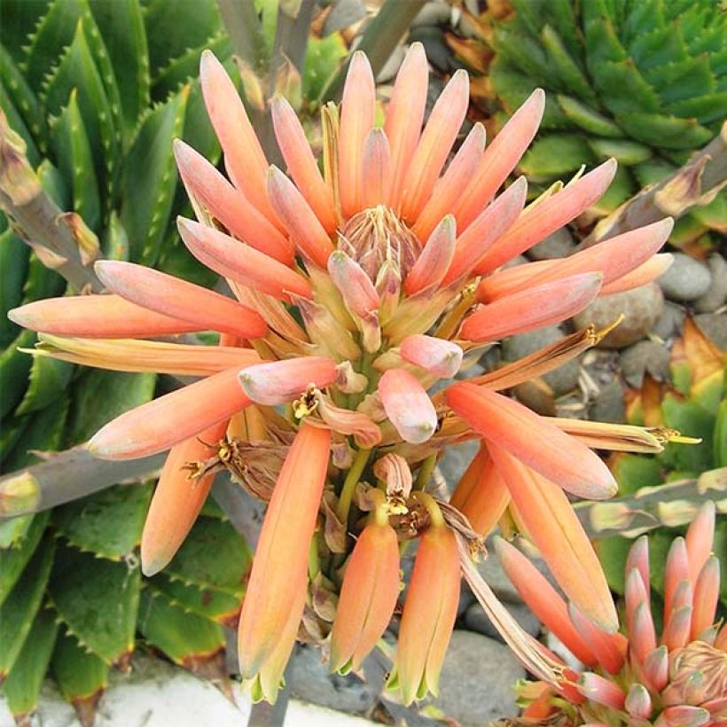 Aloe polyphylla - Spiraalaloë (Bloei)