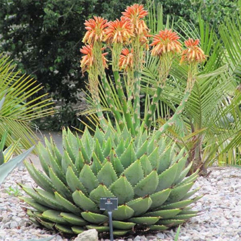 Aloe polyphylla - Spiraalaloë (Groeiplaats)
