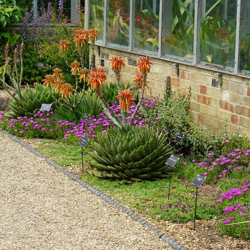 Aloe polyphylla - Spiraalaloë (Groeiplaats)