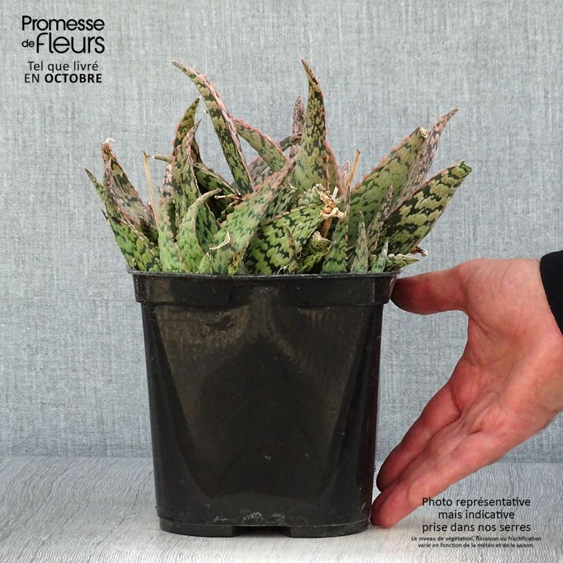 Exemplaar van Aloe rauhii Cleopatra - Boomaloë Pot van 2 l/3 l zoals geleverd in de herfst
