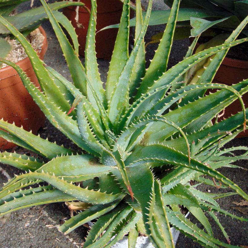 Aloe spinosissima - Spinnenaloë (Groeiplaats)