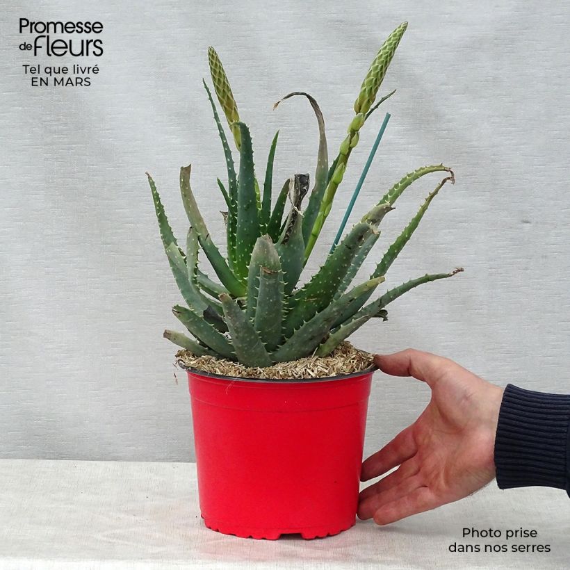 Exemplaar van Aloe spinosissima - Spinnenaloë Pot van 2 l/3 l zoals geleverd in de lente