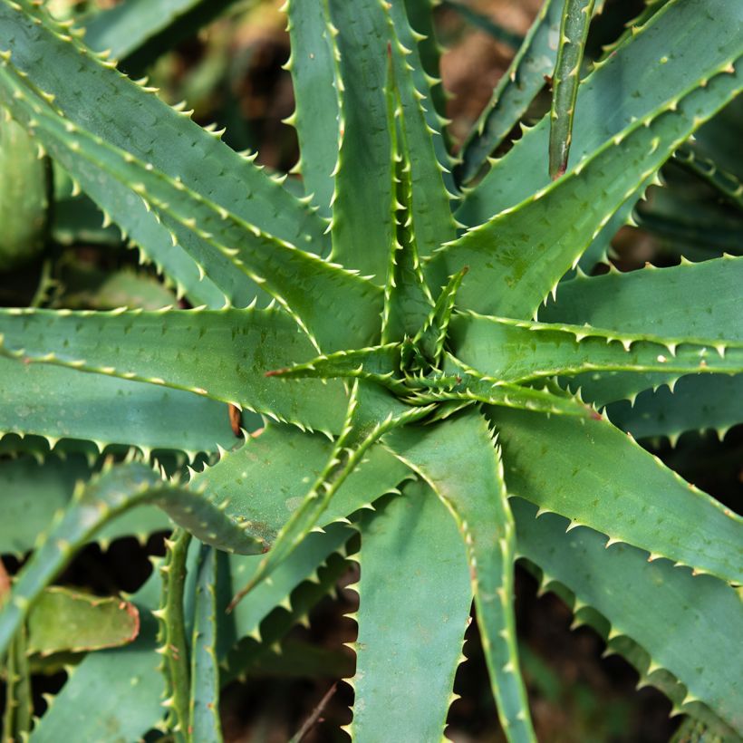Aloe spinosissima - Spinnenaloë (Blad)