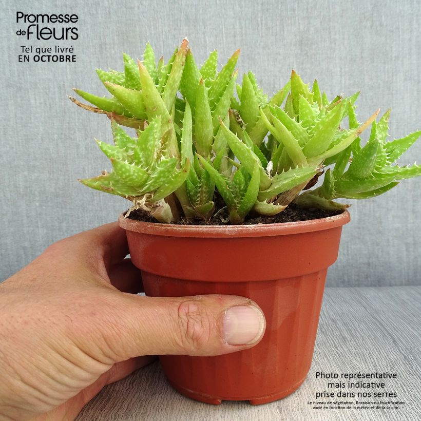 Exemplaar van Aloe squarrosa - Boomaloë Pot van 12 cm / 13 cm zoals geleverd in de herfst