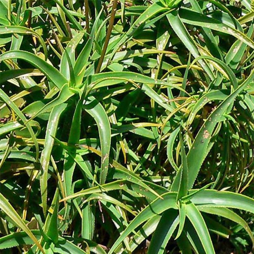 Aloe striatula - Boomaloë (Blad)