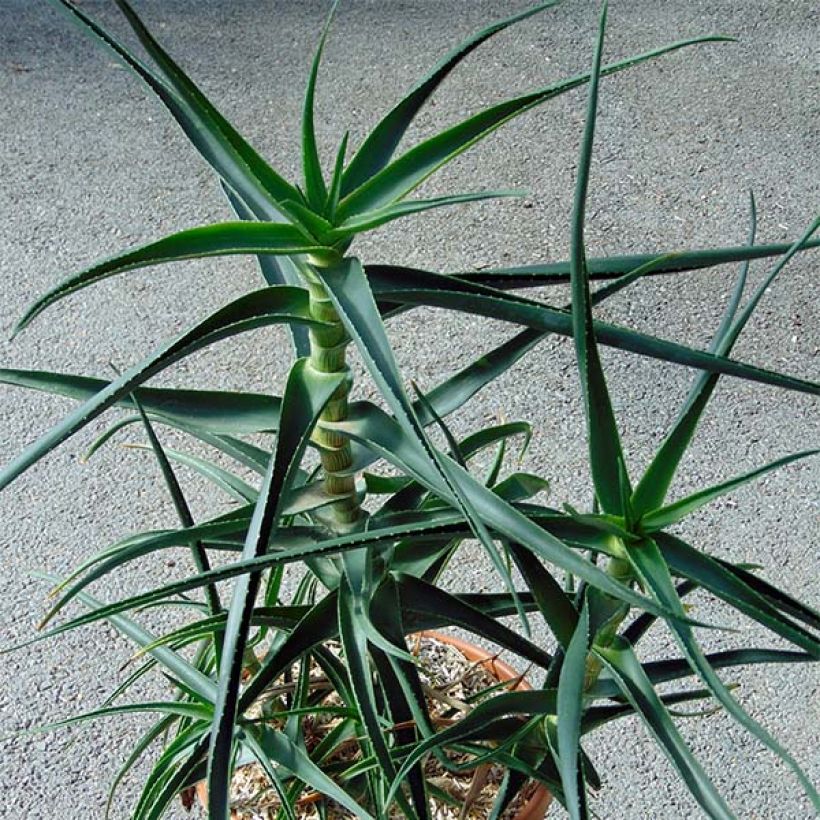 Aloe striatula - Boomaloë (Groeiplaats)
