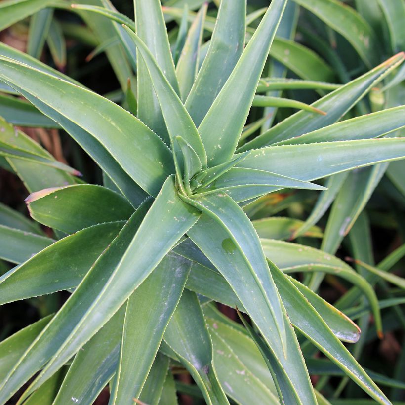 Aloe striatula - Boomaloë (Blad)