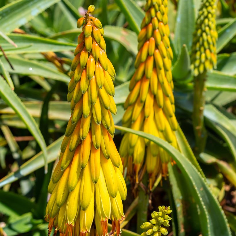 Aloe striatula - Boomaloë (Bloei)