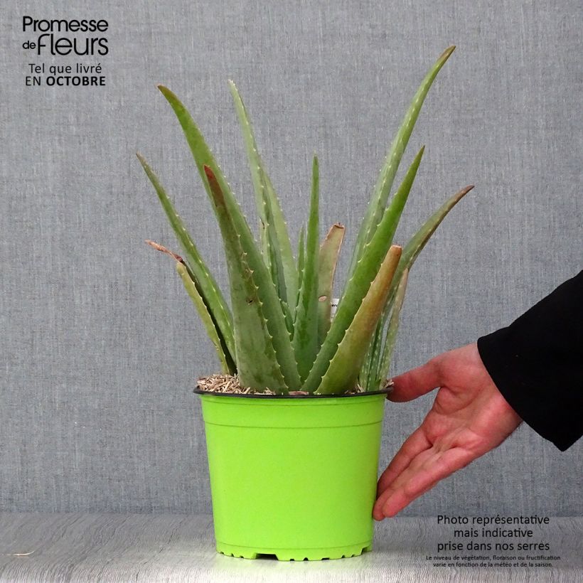 Exemplaar van Aloë vera - Aloë vera Pot van 2 l/3 l zoals geleverd in de herfst