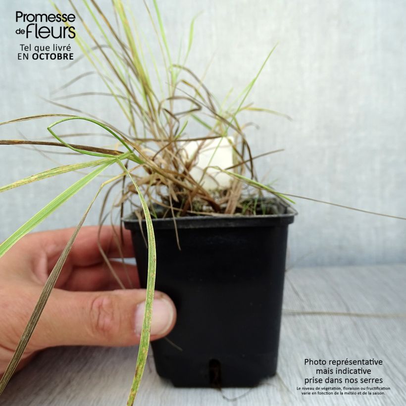 Exemplaar van Alopecurus pratensis Aureovariegatus - Grote vossenstaart Kweekpotje van 8/9 cm zoals geleverd in de herfst