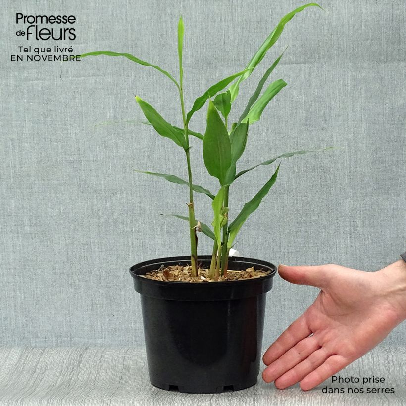 Exemplaar van Alpinia galanga - Laos Pot van 2 l/3 l zoals geleverd in de herfst