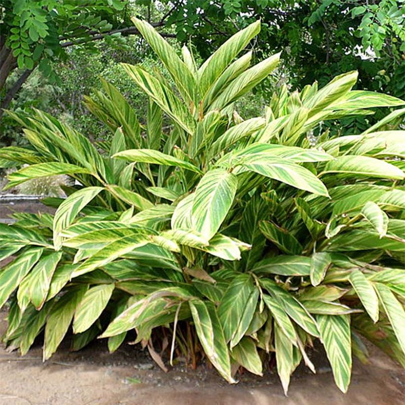 Alpinia zerumbet Variegata - Schelpgember (Blad)