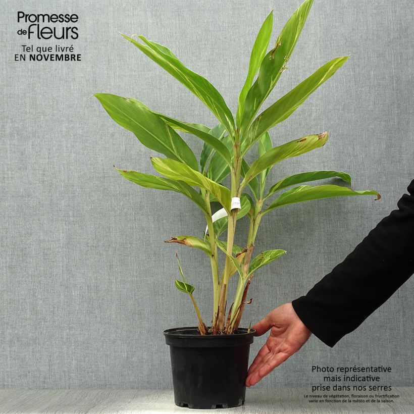 Exemplaar van Alpinia zerumbet Variegata - Schelpgember Pot van 2 l/3 l zoals geleverd in de herfst